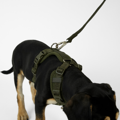 Black and tan puppy on a lead wearing the moss green Numa harness