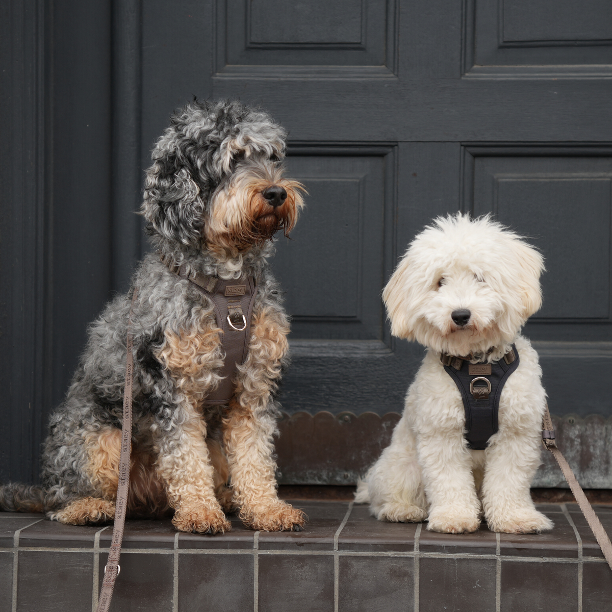 A cockapoo and a small white dog sitting side by side on a doorstep in Staey harnesses