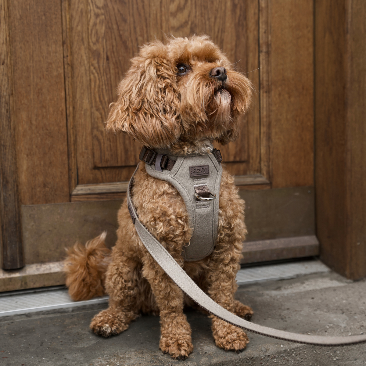 Apricot poodle sitting in the sand Elma harness with a matching leash