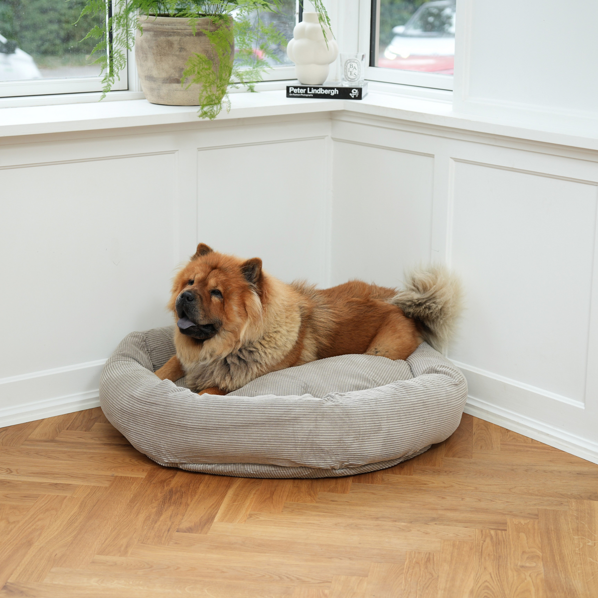 Ein Chow-Chow ruht sich in einem runden, taupefarbenen Staey-Hundebett neben einem Fenster aus