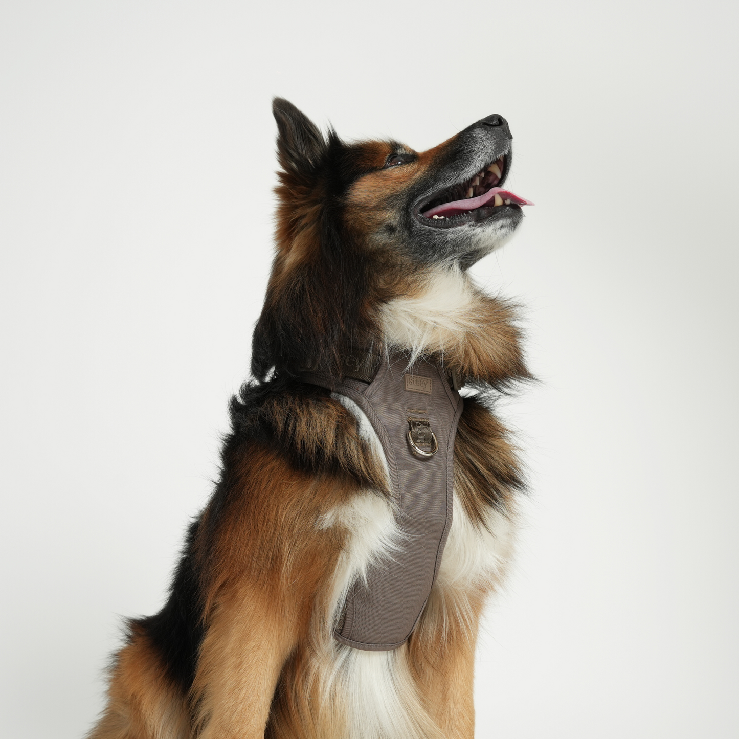 Elma Active Hundegeschirr | Taupe