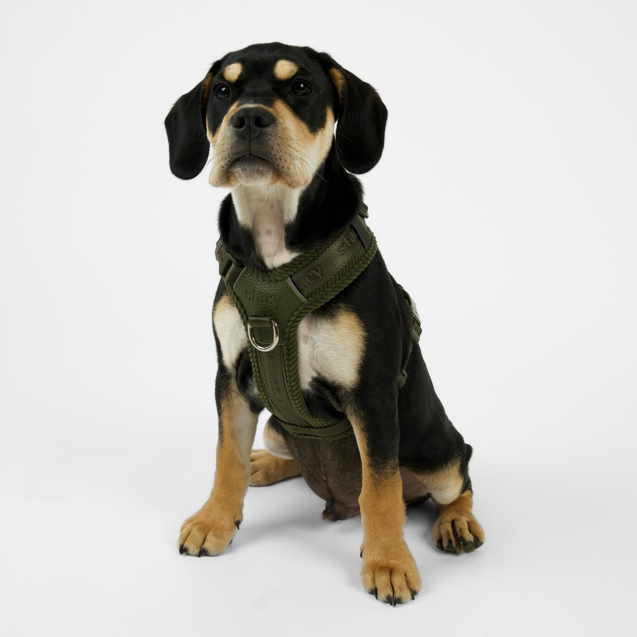 Numa-Hundegeschirr | moss green