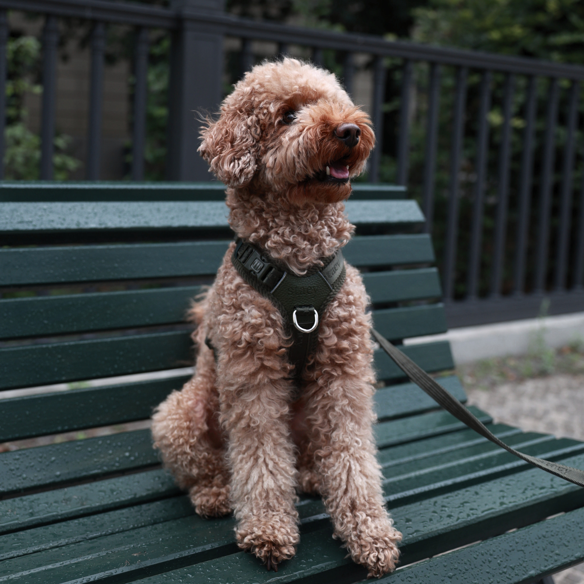Numa Dog Harness | Moss Green