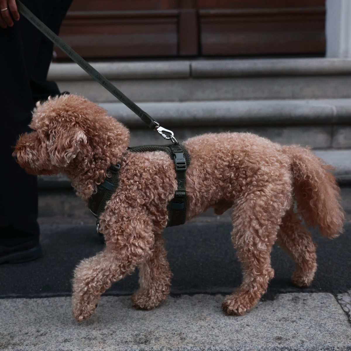 Apricot poodle on a lead wearing the moss green Numa harness on a pavement