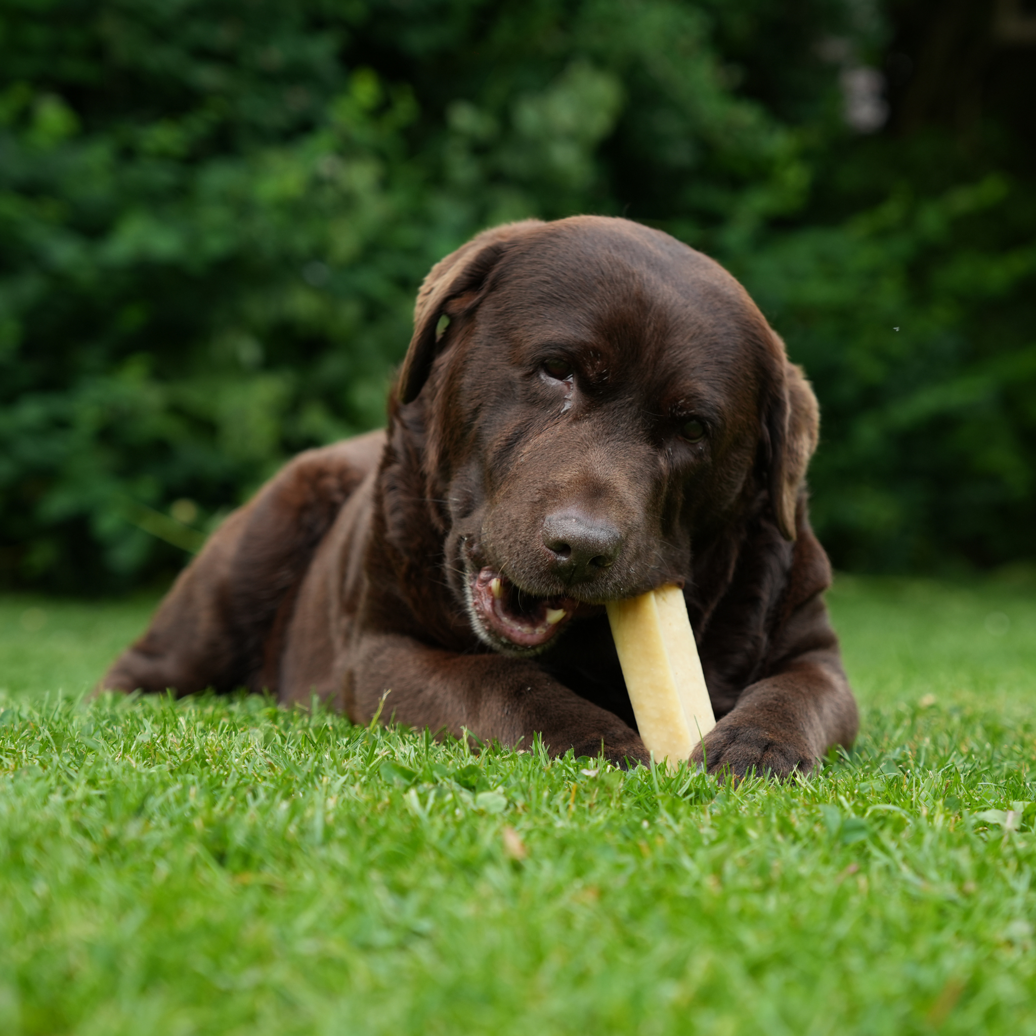 100% Natural Cheese Bones