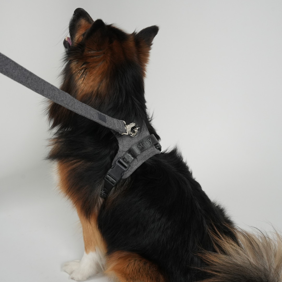 Elma Dog Leash | Dusty Blue