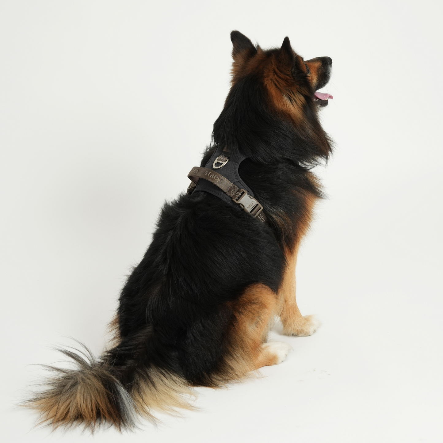 Elma Active Hundegeschirr | Storm