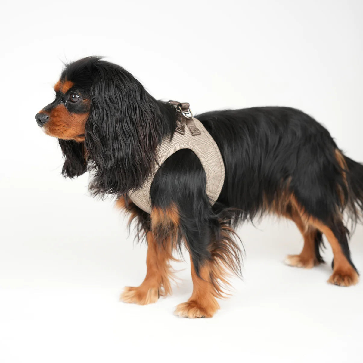 Saga Step-In Dog Harness | Mocca
