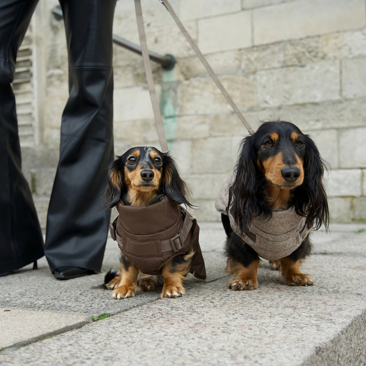 Vera Hundemantel mit integriertem Geschirr | Chestnut