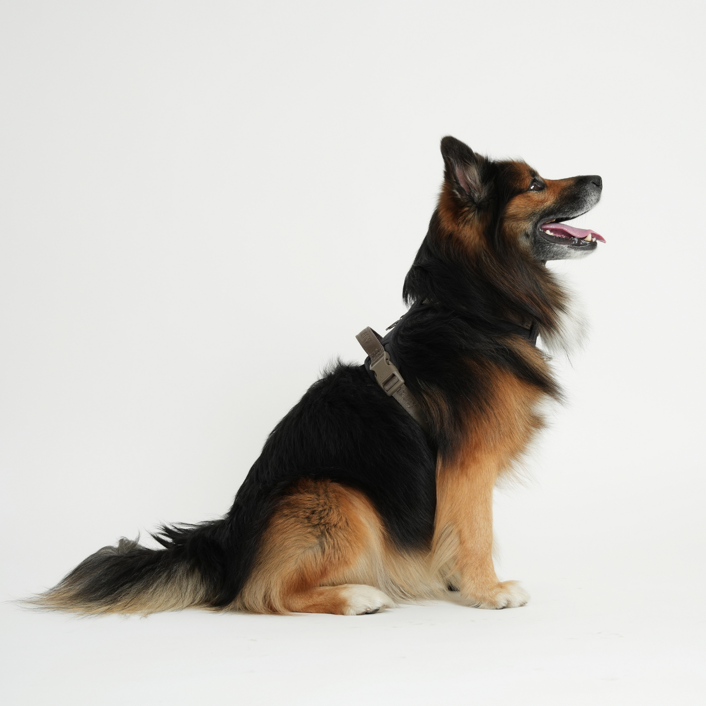 Elma Active Hundegeschirr | Storm