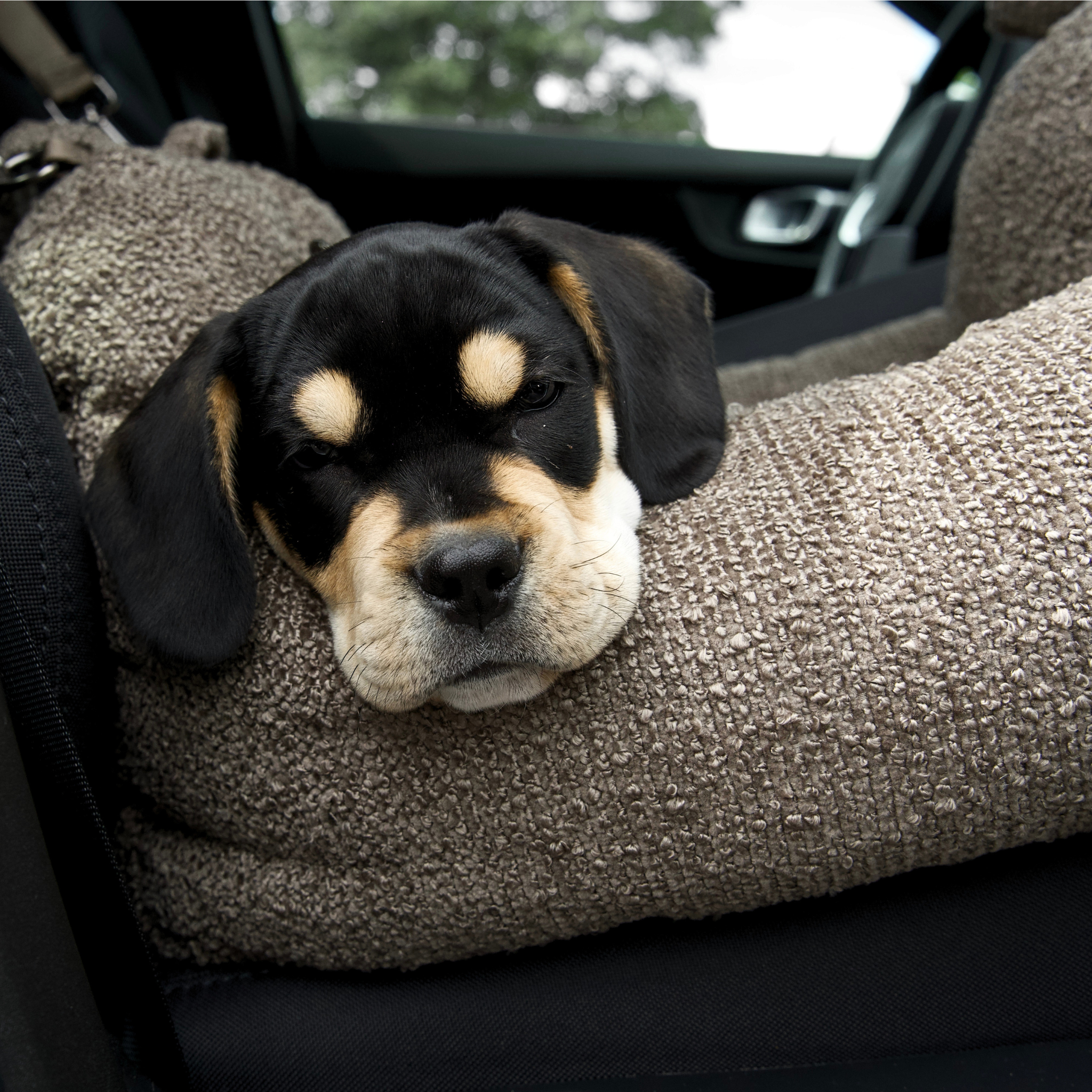 Tova 2-in-1 Hundeautositz | Chestnut Bouclé