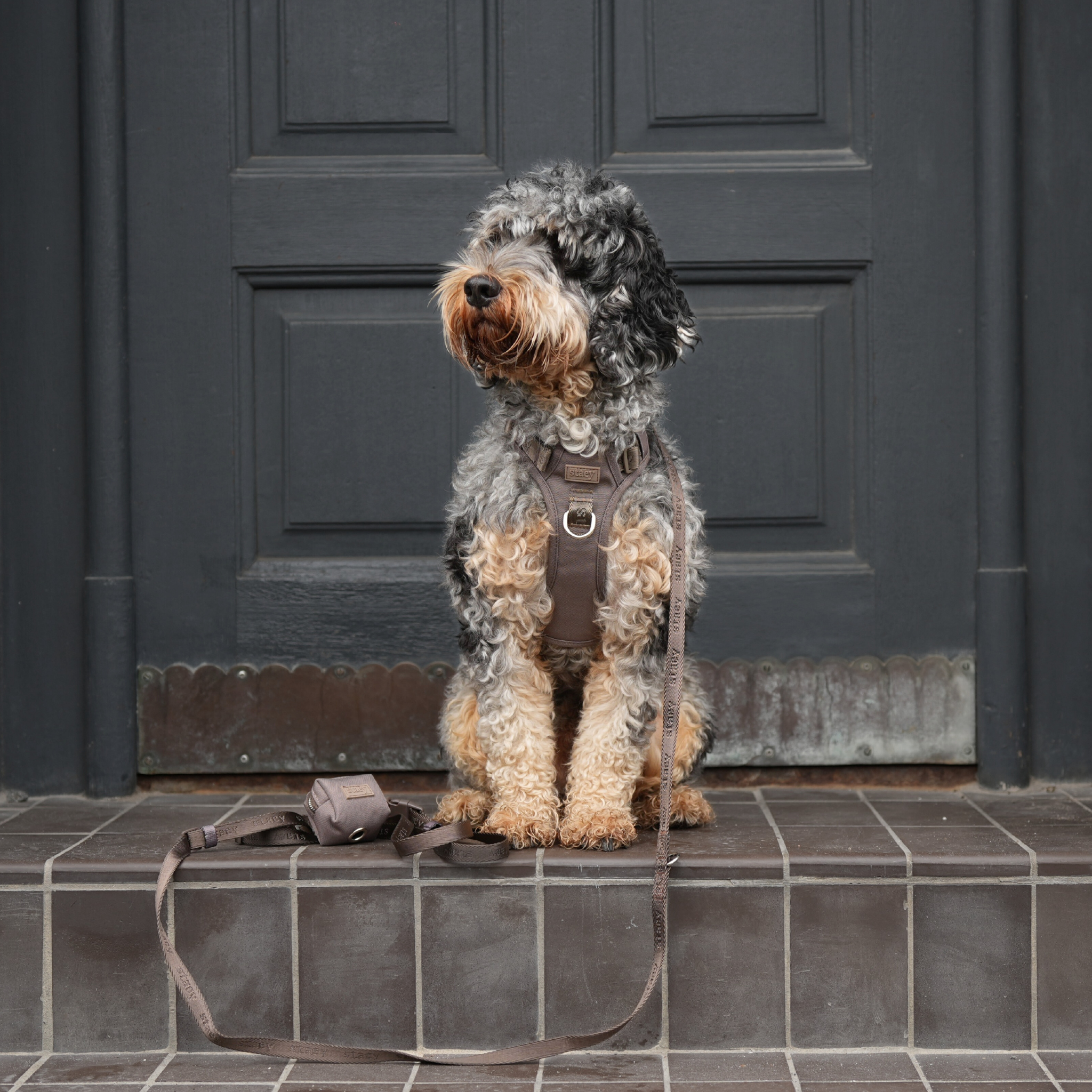 Elma Active Dog Harness | Taupe