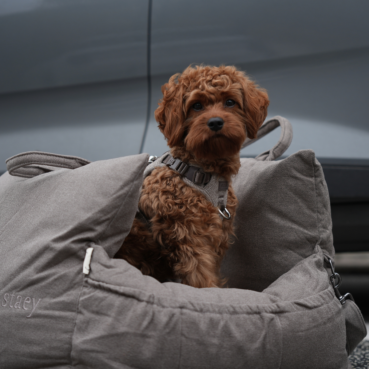 Ein Cavapoo sitzt in einem taupefarbenen Hundeautositz in einem Auto