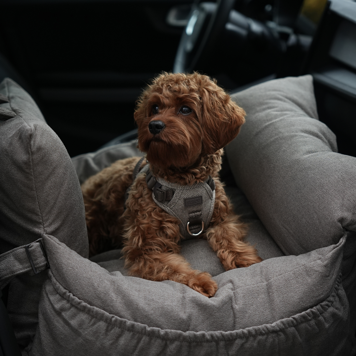 Ein Cavapoo, der in einem taupefarbenen Hundeautositz im Auto liegt