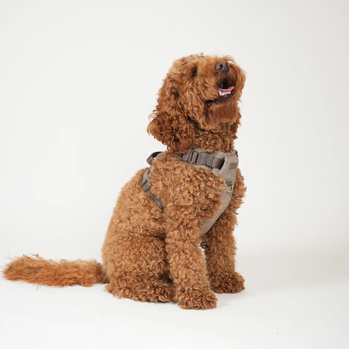 Elma Dog Harness | Mocca