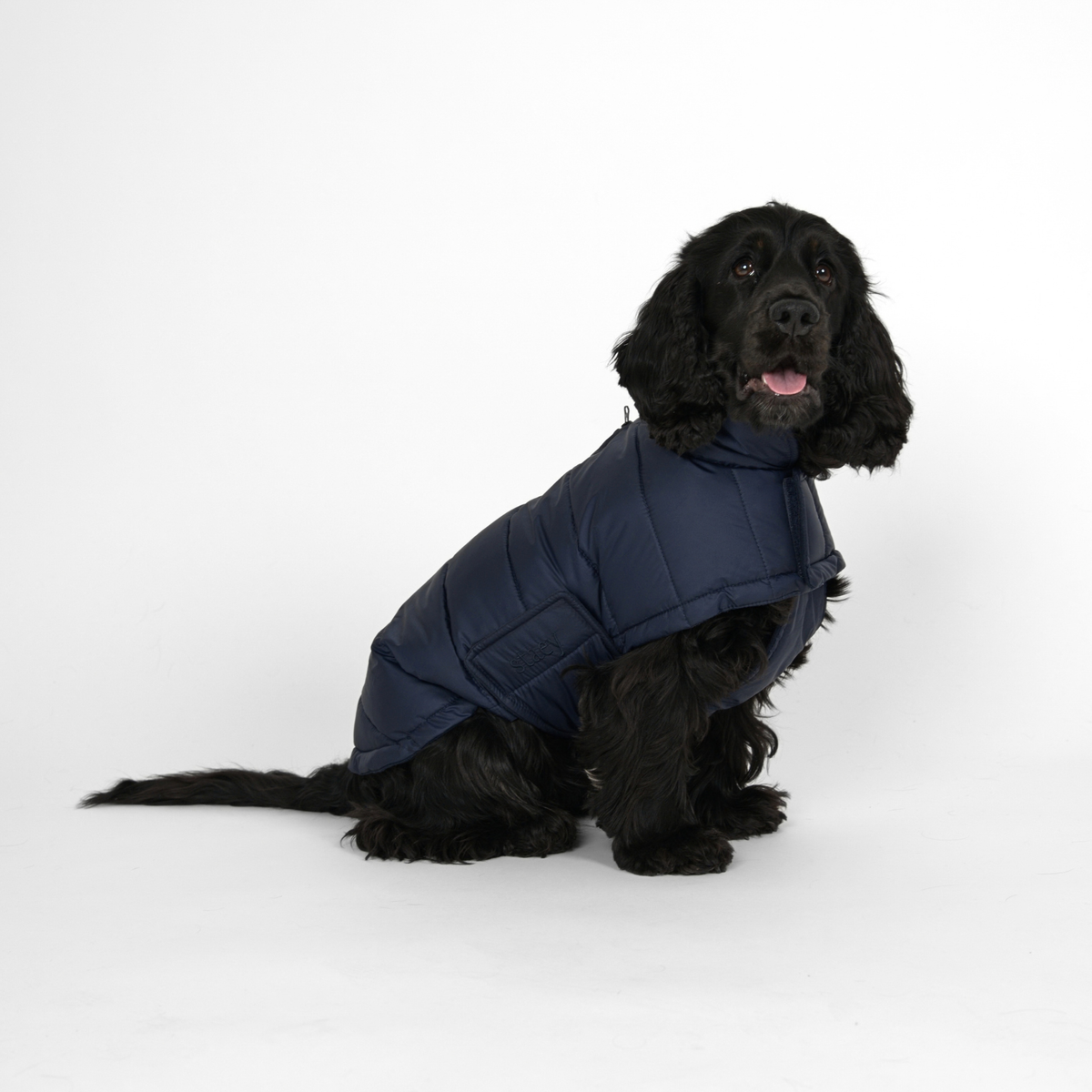 Nora Hundemantel | Midnight