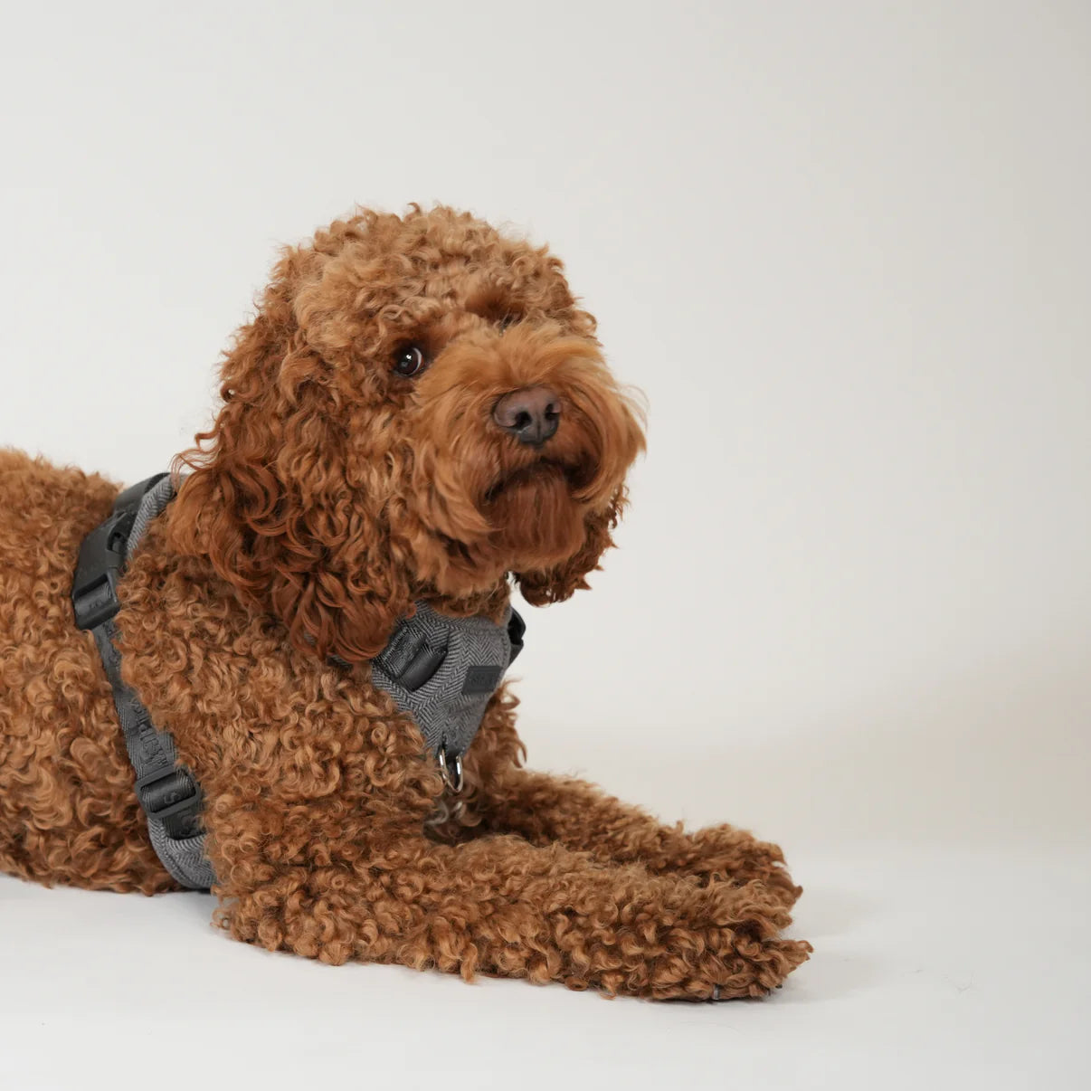 Elma Dog Harness | Dusty Blue