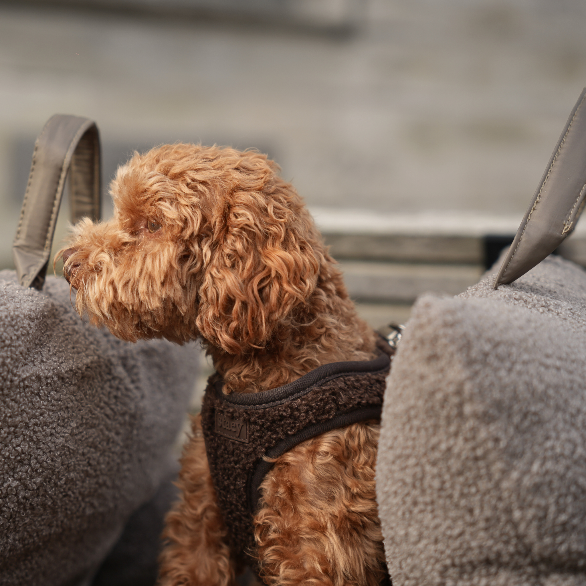 Step-In Dog Harness Teddy | Espresso