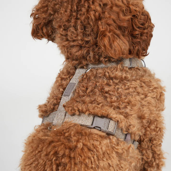 Tara H-Strap Dog Harness | Mocca