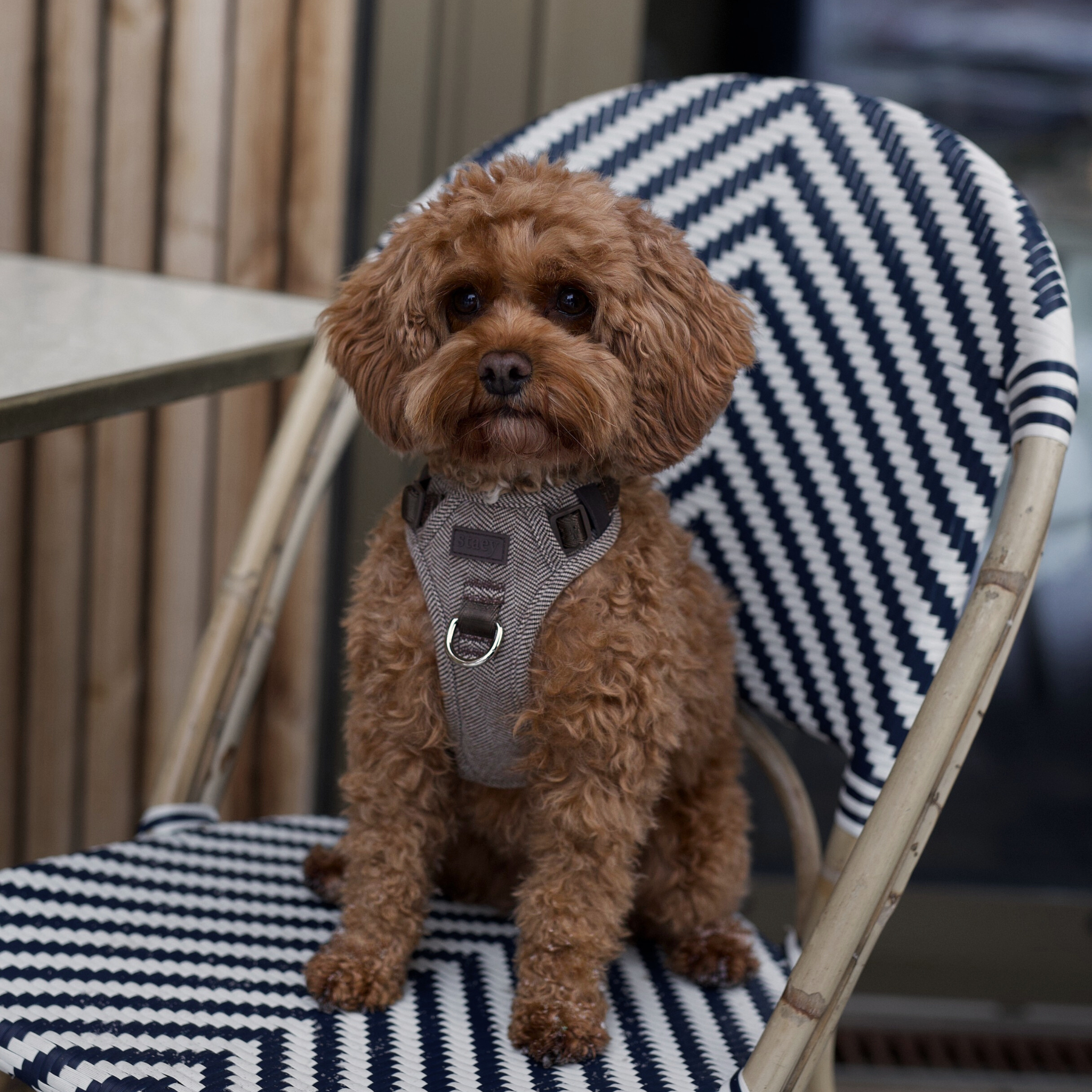 Elma Dog Harness | Mocca