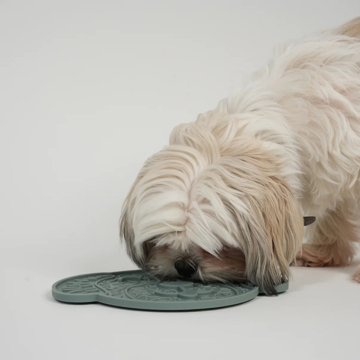 Cream shih tzu licking the moss green licking mat