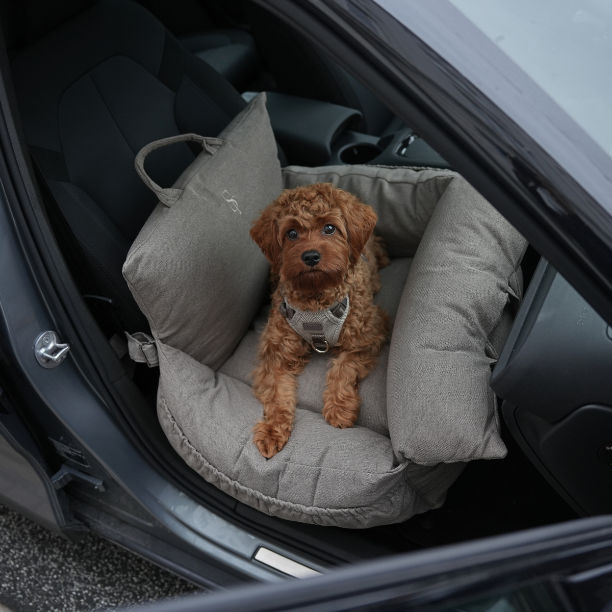 Apricot poodle sitting in the taupe Lara car seat inside a car