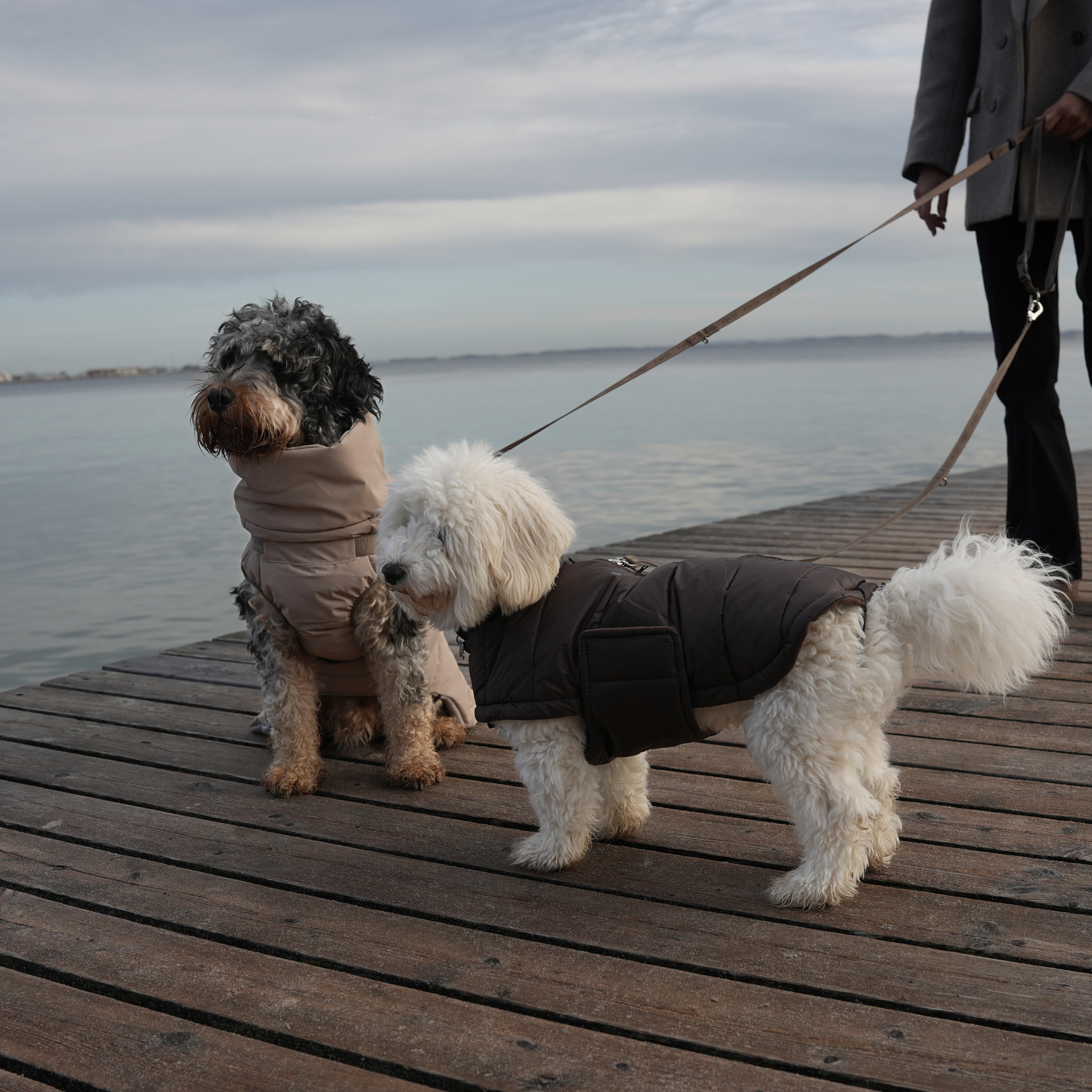 Dog Jackets