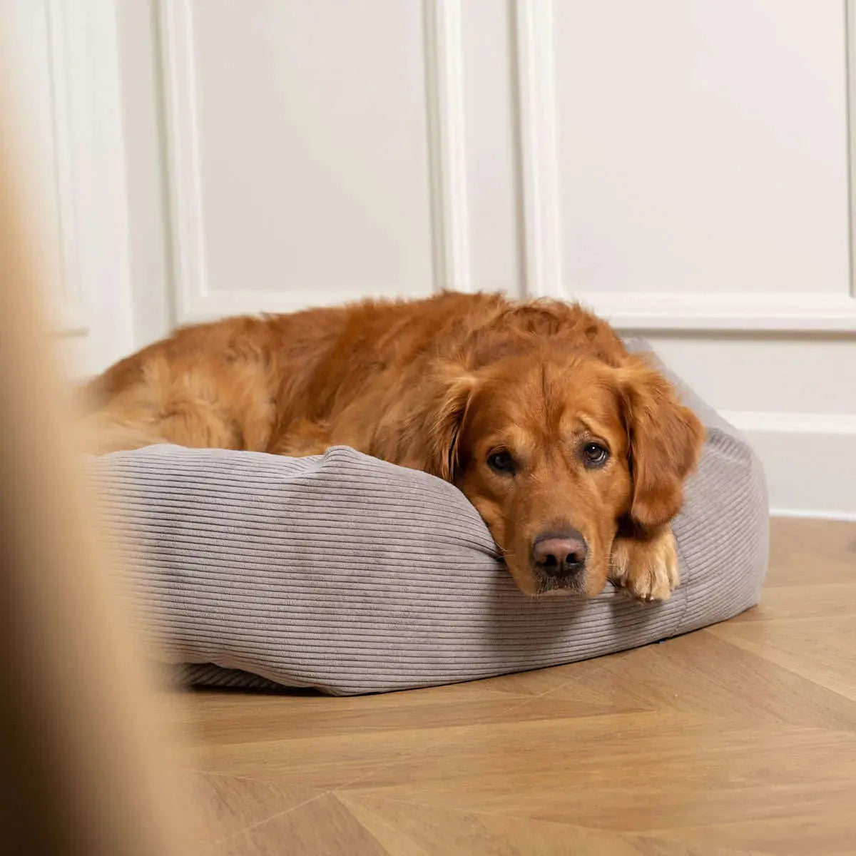 Dog beds