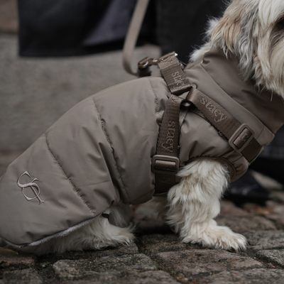 Shih tzu walking on cobbles in the sage Vera dog coat