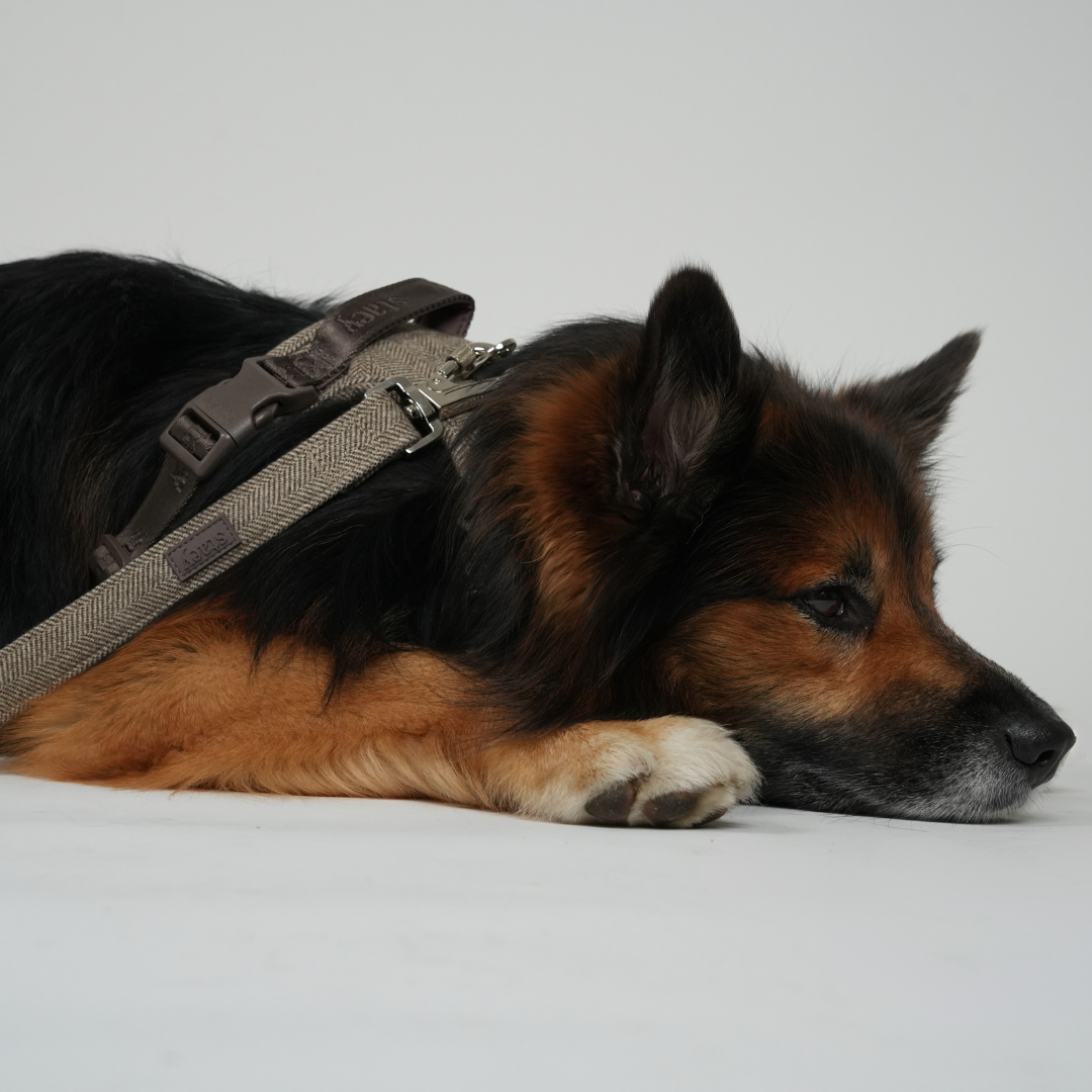 Elma Dog Leash | Mocca