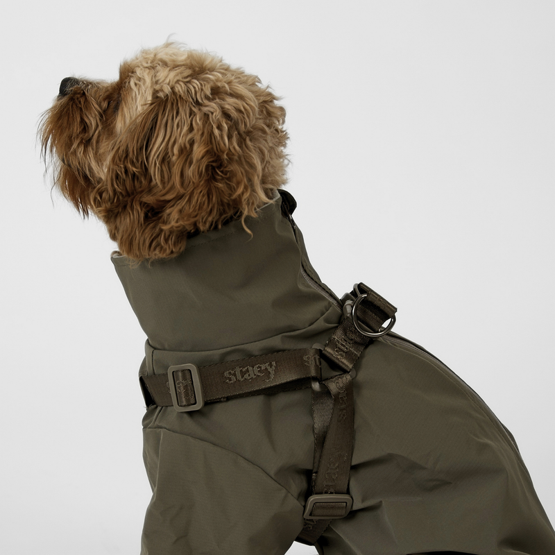 Cavapoo seen from behind in a moss green rain coat with harness