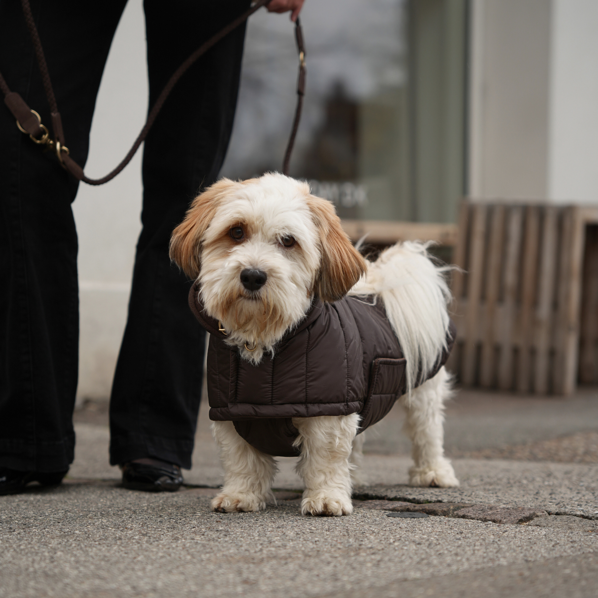 Nora Dog Coat | Espresso
