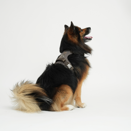 Elma Active Hundegeschirr | Taupe