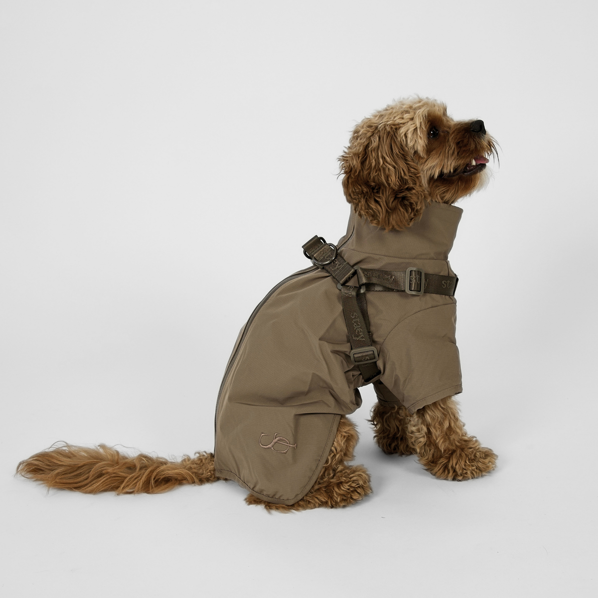 Cavapoo von hinten gesehen im Taupe-Farbtonen des Leva-Regenmantels mit Geschirrriemen