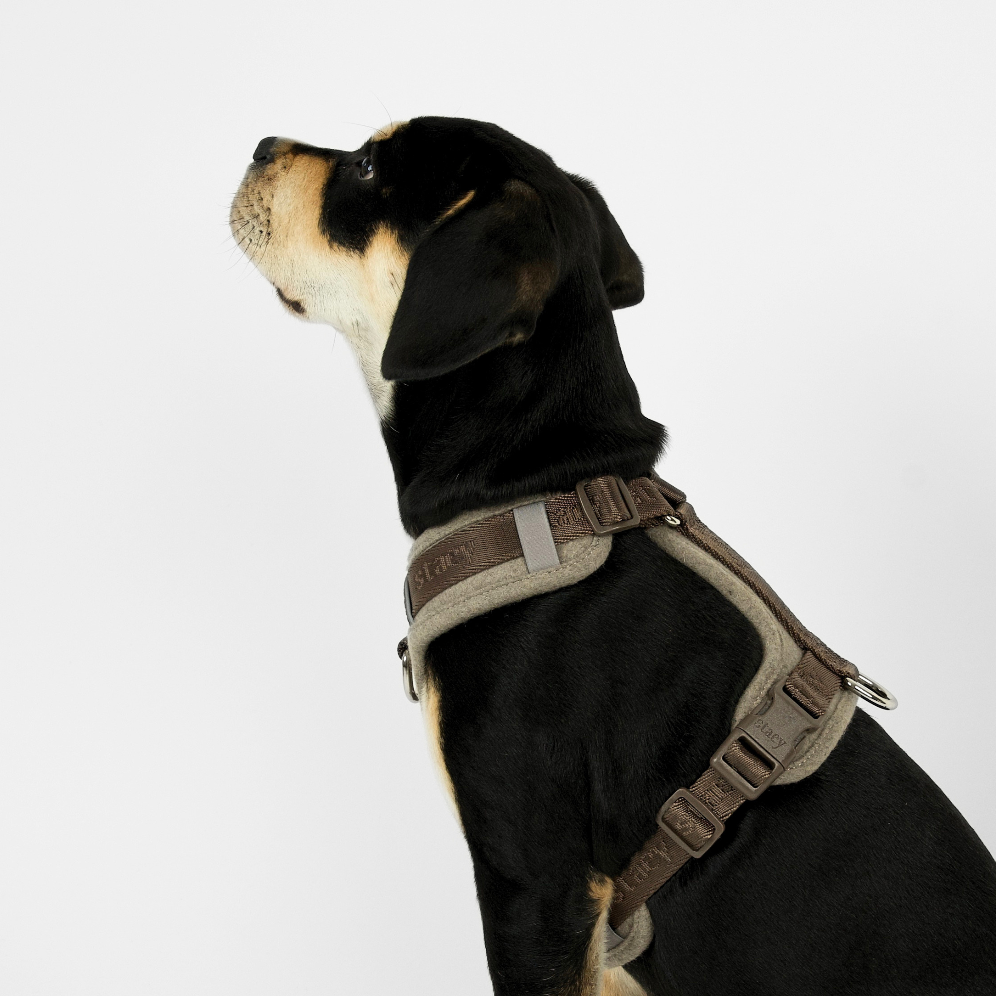 Numa Dog Harness | Sand