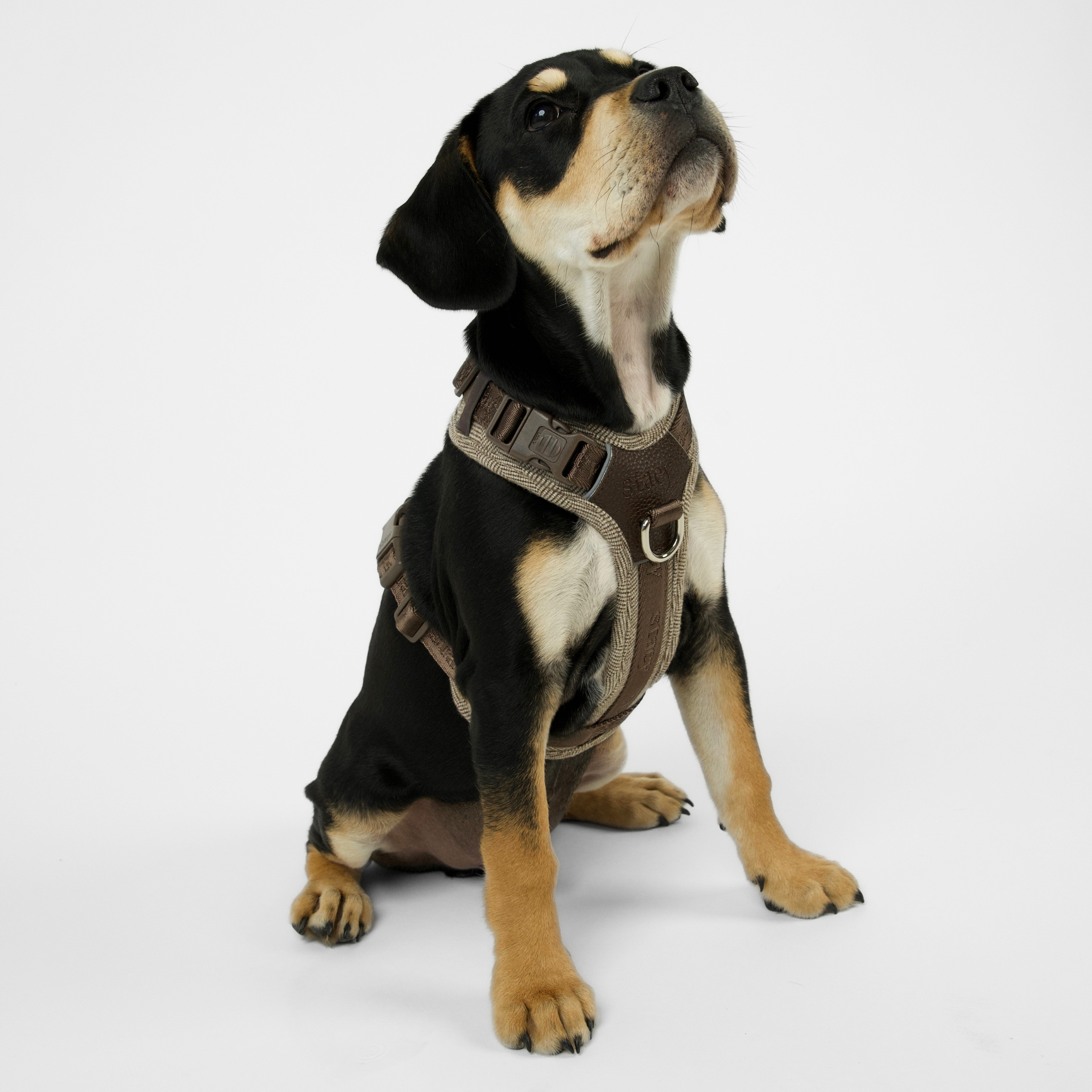 Numa-Hundegeschirr | Mocca