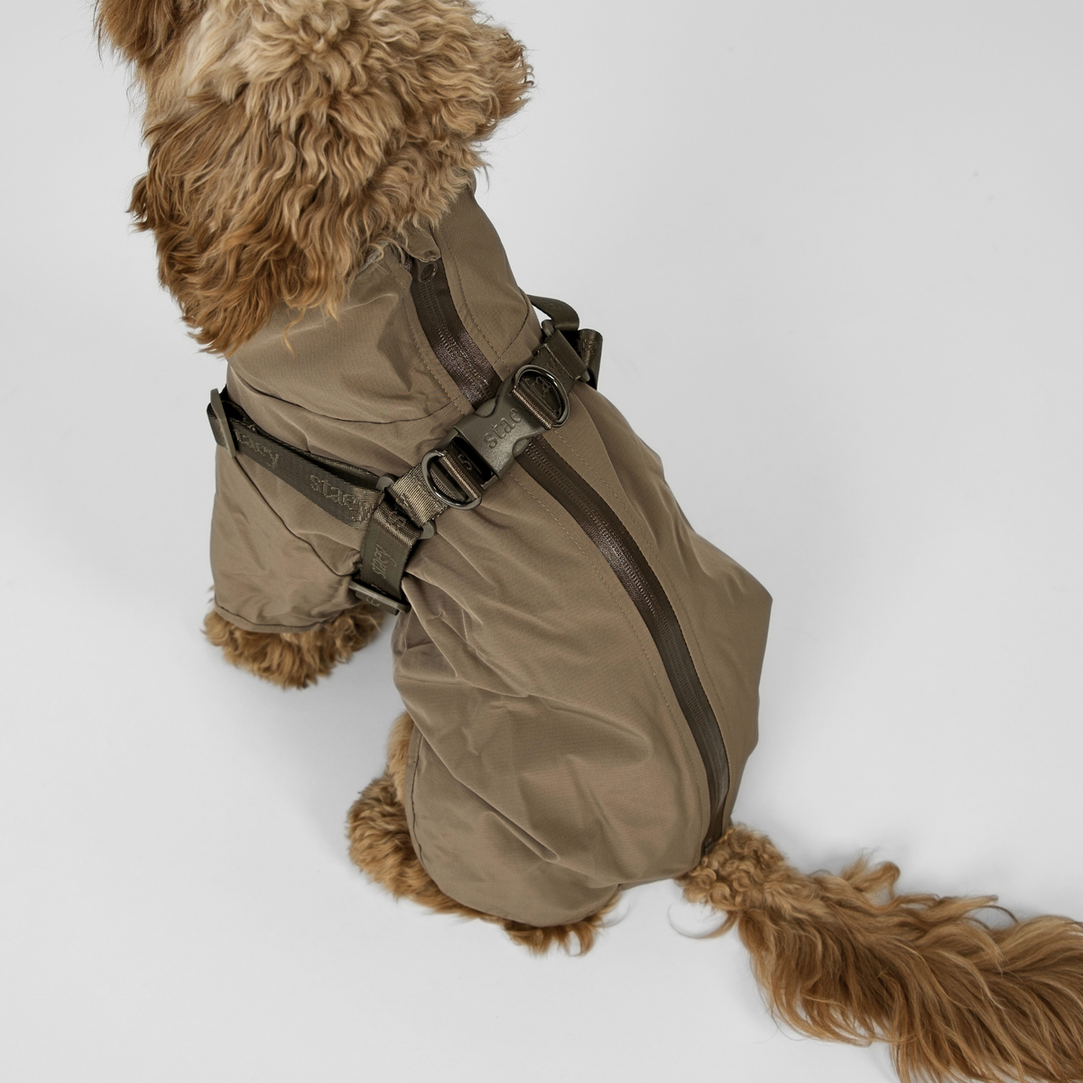 Cavapoo seen from behind in the taupe rain coat, showing the back zip