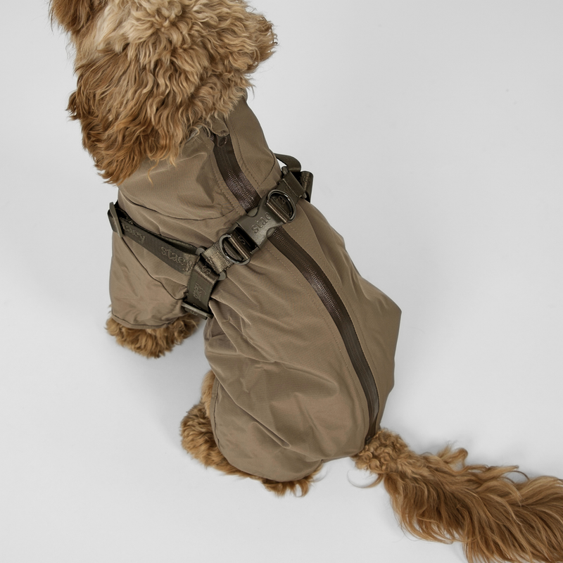 Cavapoo seen from behind in the taupe rain coat, showing the back zip