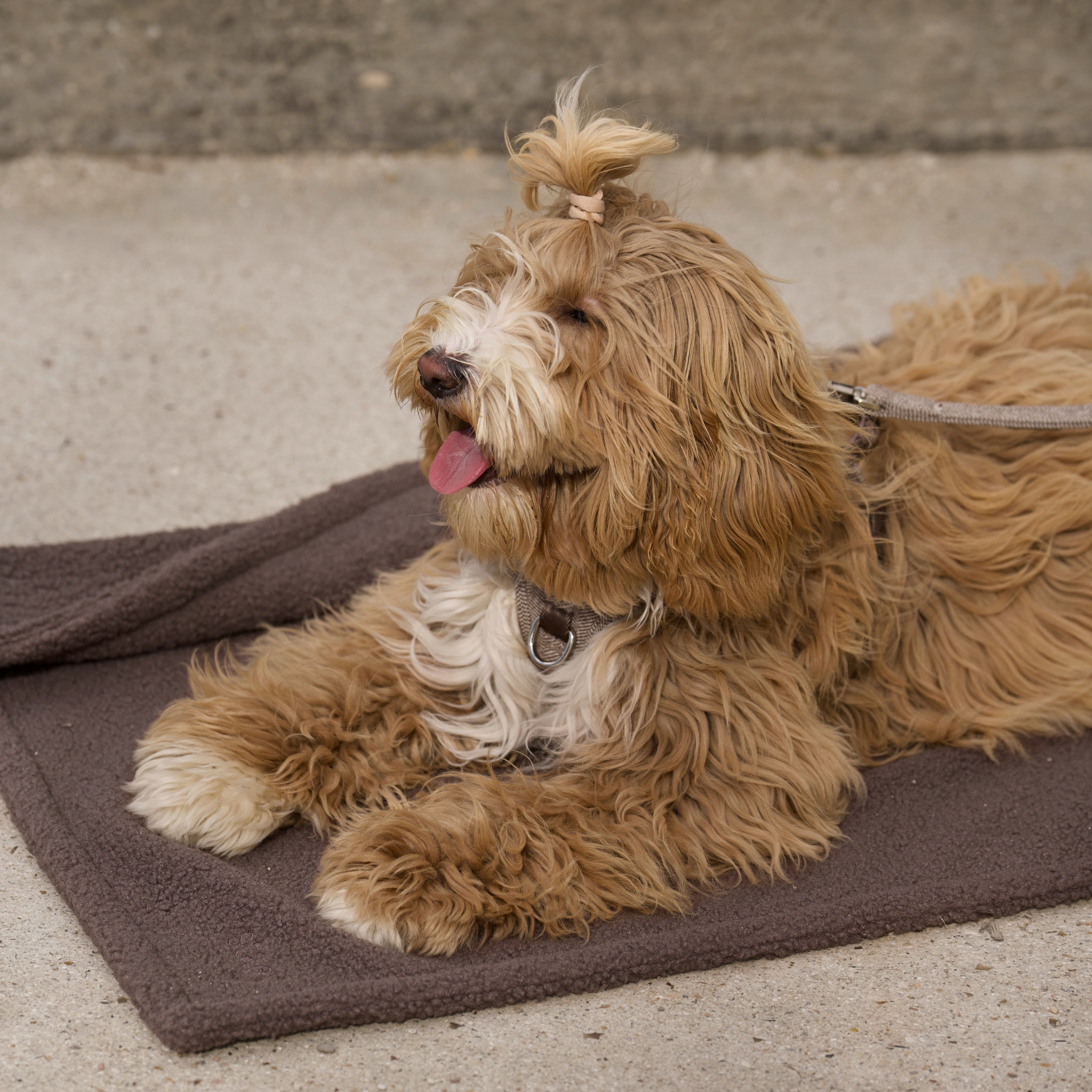Clara Dog Blanket | Limited Edition
