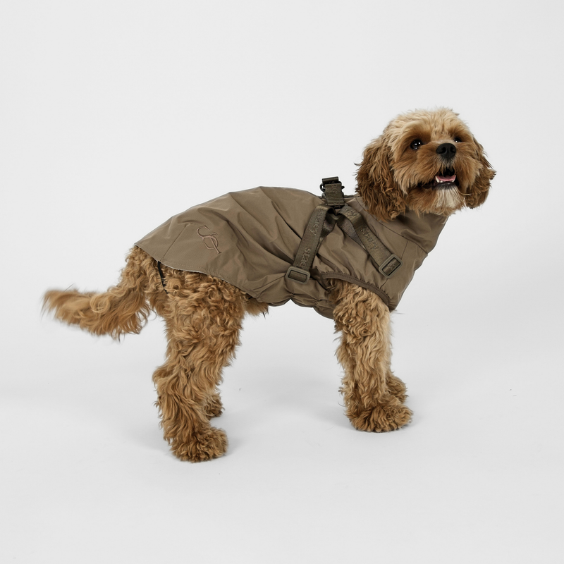 Cavapoo standing in the taupe rain coat with harness, seen from the side