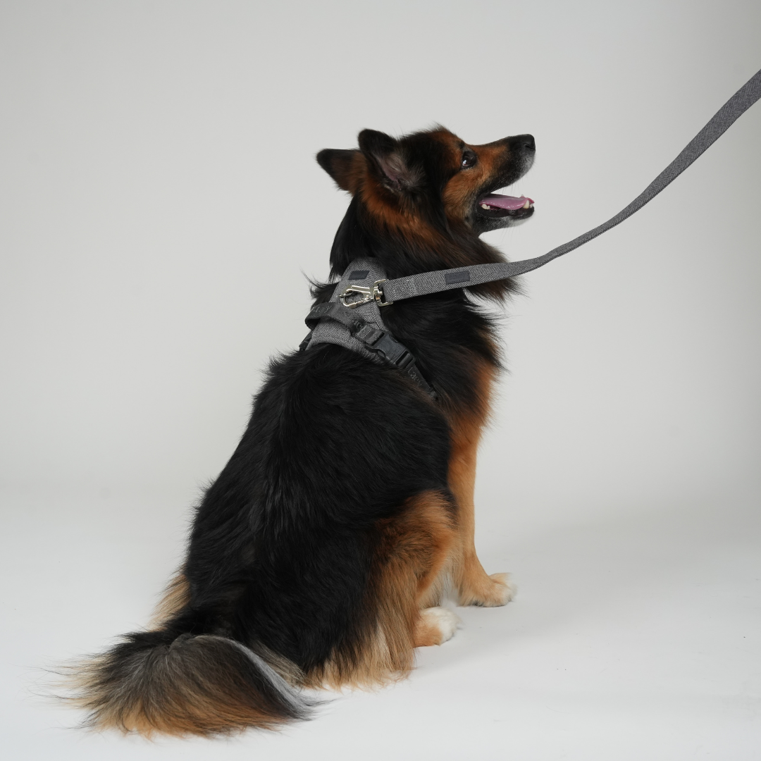 Elma Dog Leash | Dusty Blue