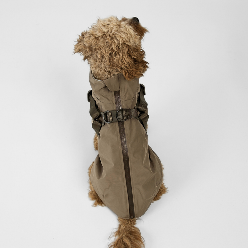Cavapoo seen from behind in the taupe rain coat with harness