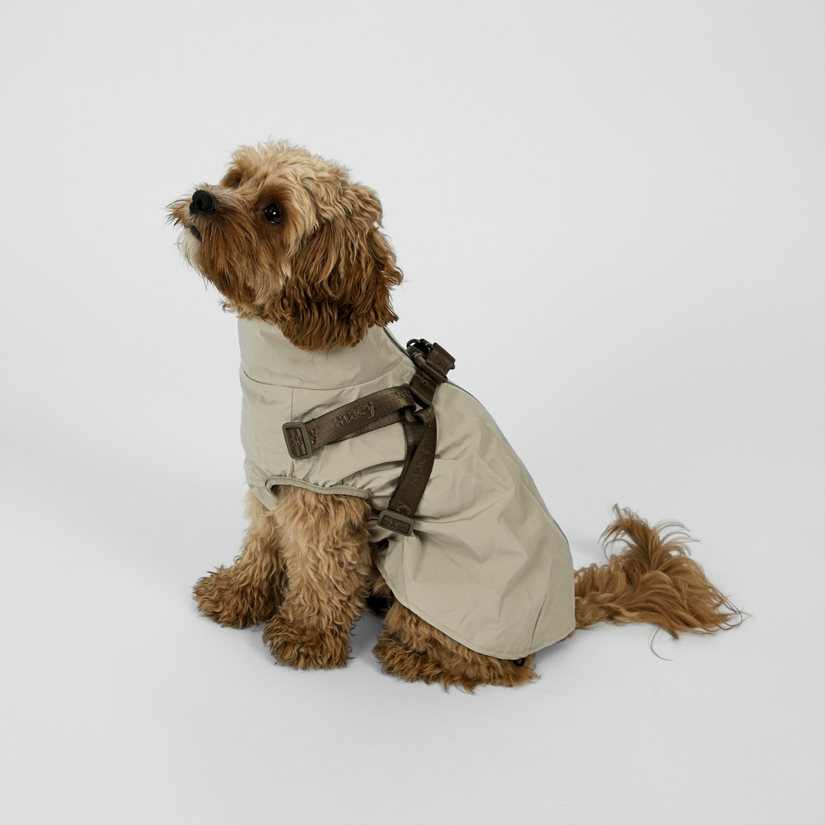 Cavapoo im naturfarbenen, beigen Norma-Regenmantel