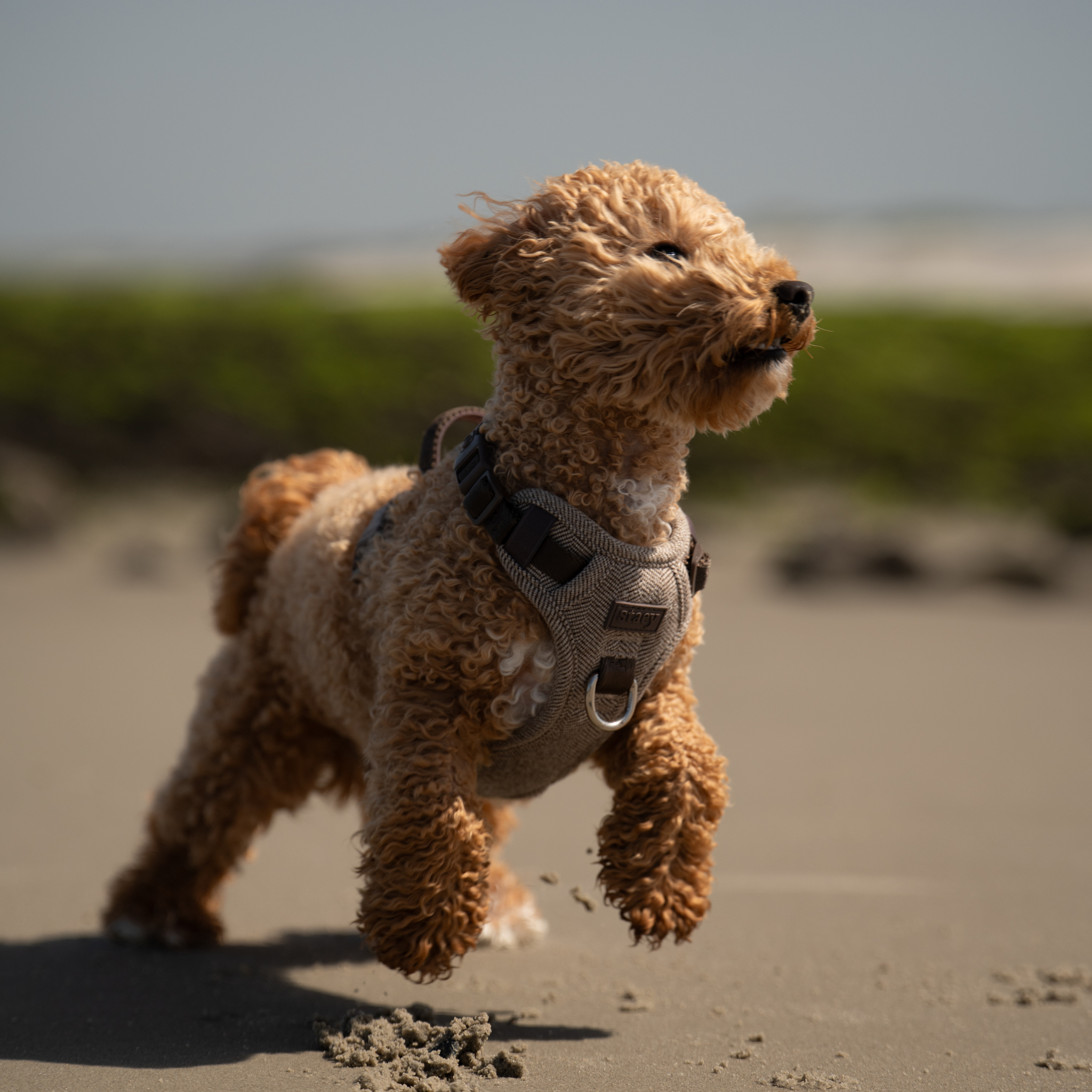 Elma Dog Harness | Mocca