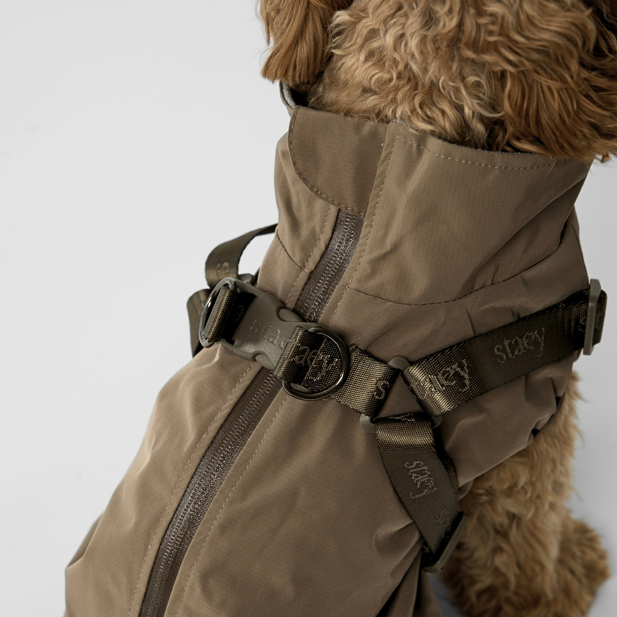 Close-up of the taupe rain coat harness on a cavapoo's chest