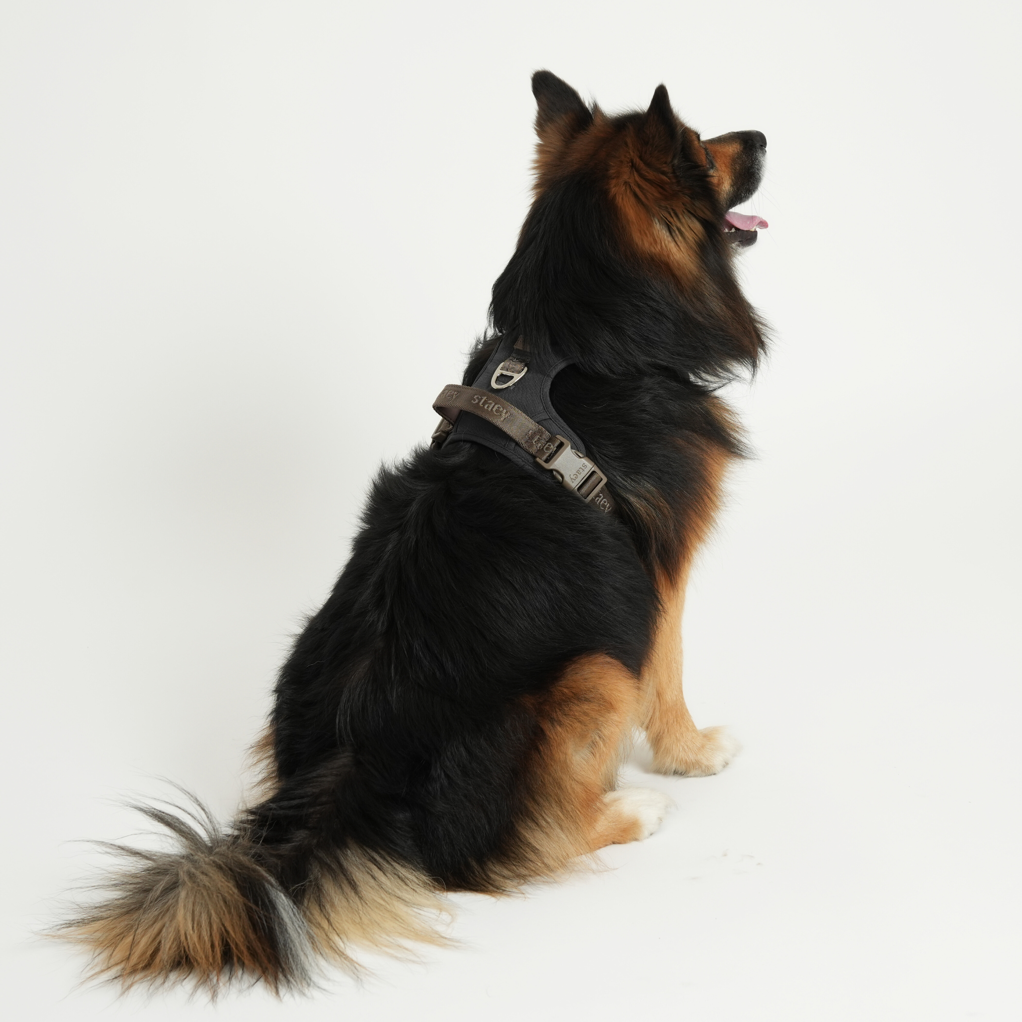Elma Active Dog Harness | Storm