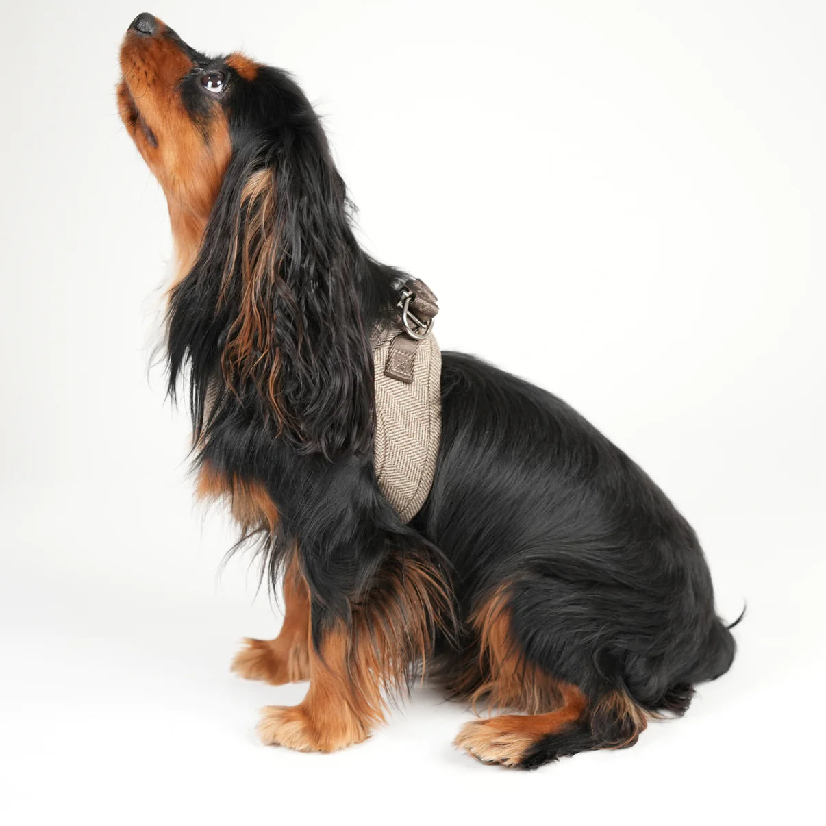 Step-In Dog Harness Saga | Mocca