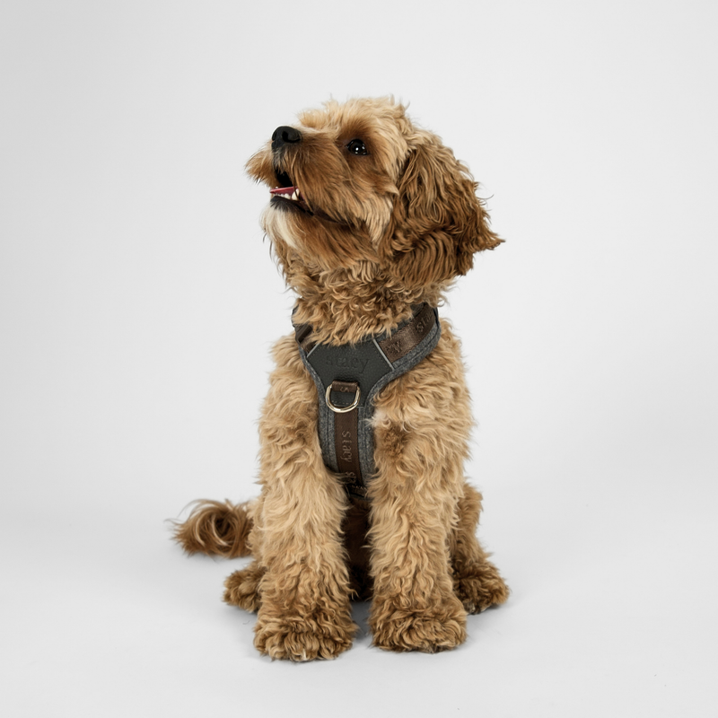 Apricot cockapoo sitting in the stone Numa dog harness