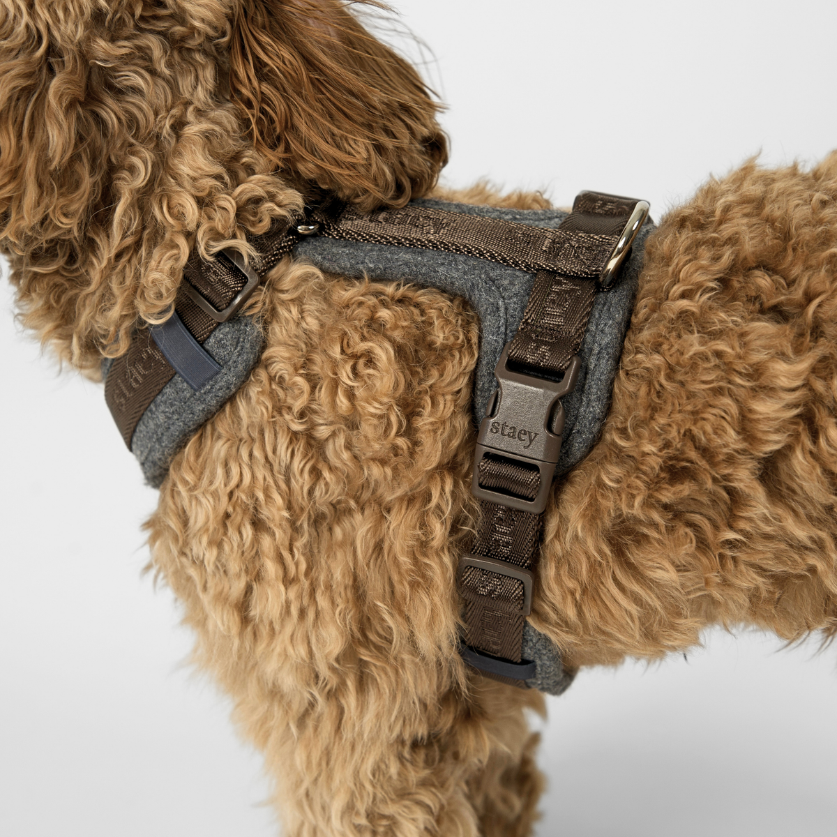 Close-up of the stone Numa harness on an apricot cockapoo's back