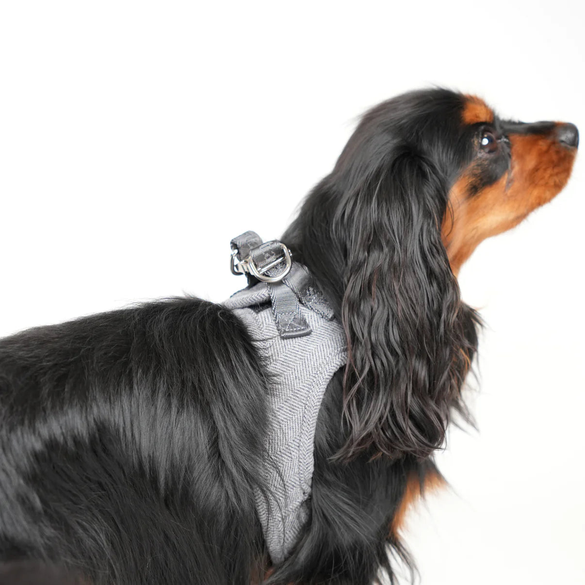 Step-In Dog Harness Saga | Dusty Blue